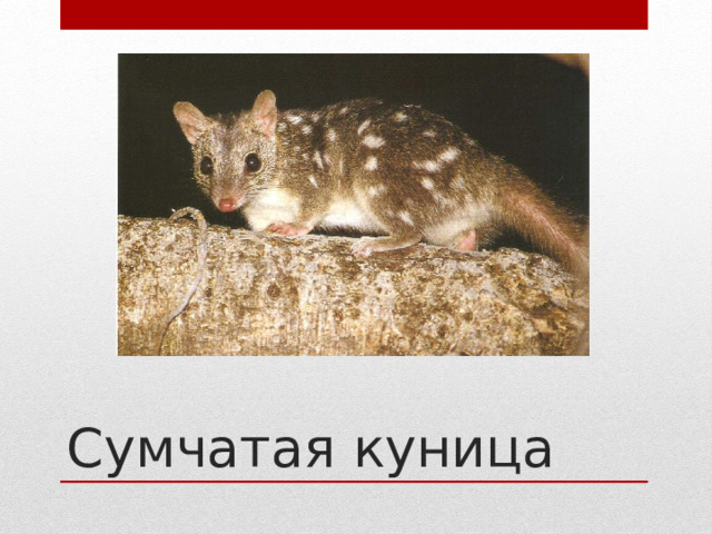 Сумчатая куница 