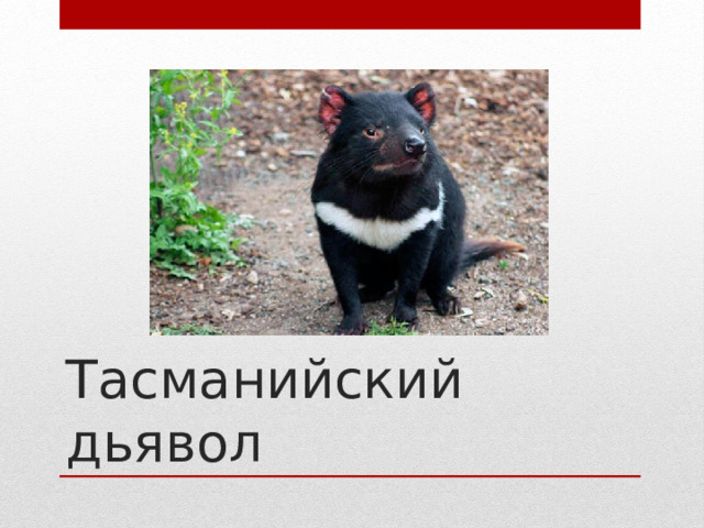 Тасманийский дьявол 
