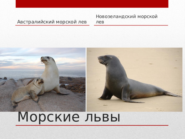 Австралийский морской лев Новозеландский морской лев Морские львы 