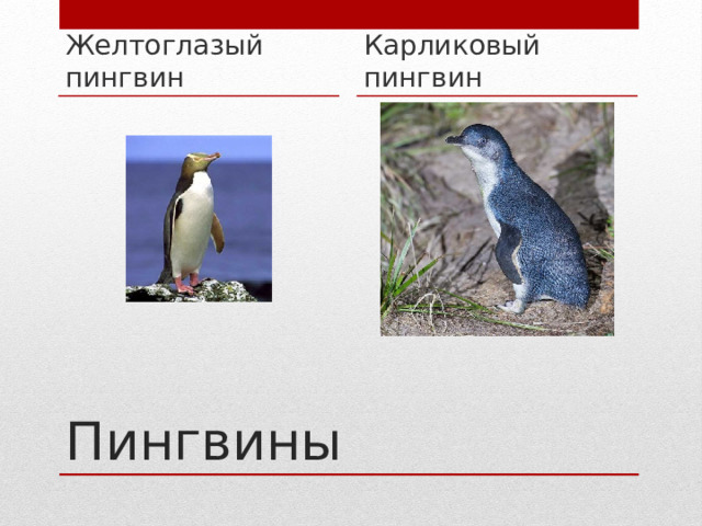 Желтоглазый пингвин Карликовый пингвин Пингвины 