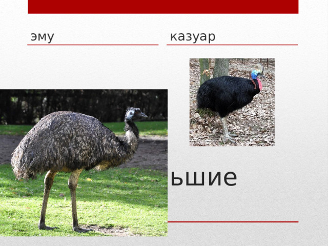 эму казуар Самые большие птицы 