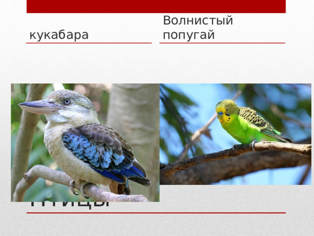 кукабара Волнистый попугай Птицы 