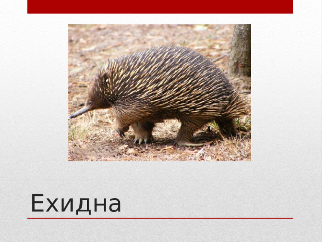 Ехидна 