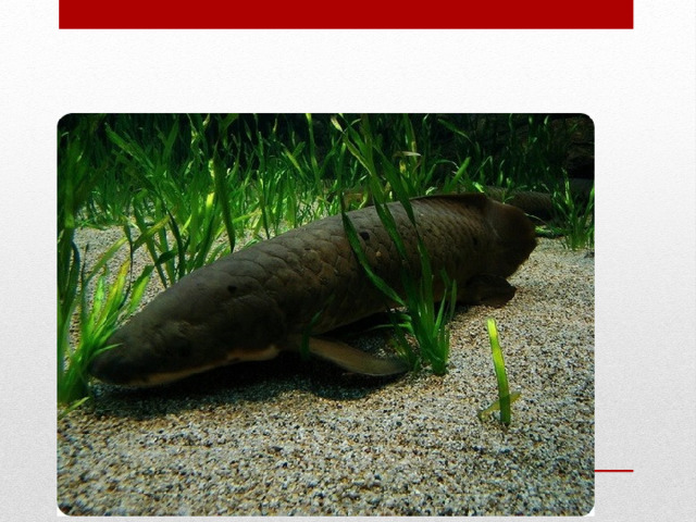 Рогозуб 