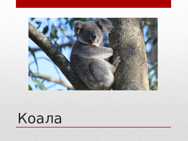 Коала 