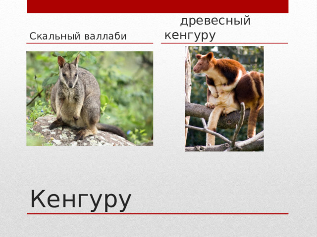 Скальный валлаби  древесный кенгуру Кенгуру 