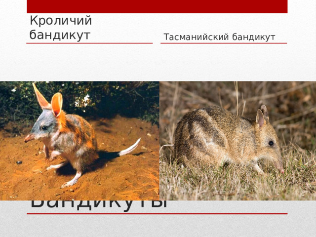 Кроличий бандикут Тасманийский бандикут Бандикуты 