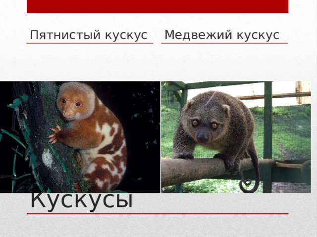 Пятнистый кускус Медвежий кускус Кускусы 
