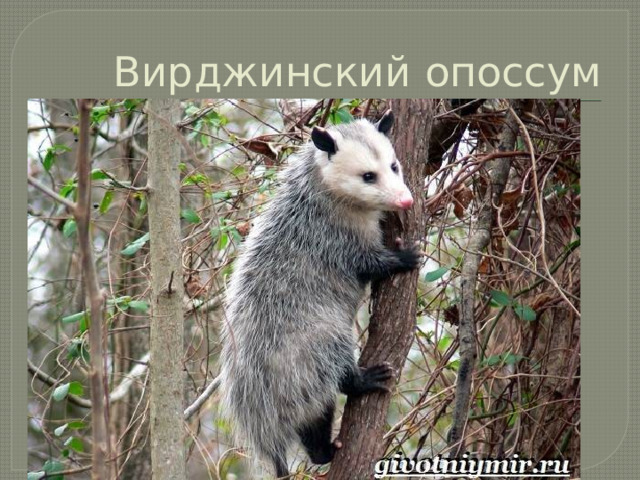 Вирджинский опоссум 