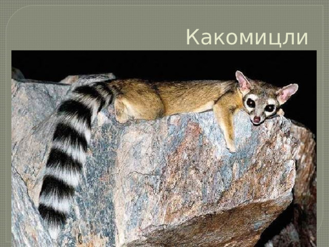 Какомицли 