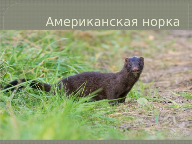 Американская норка 