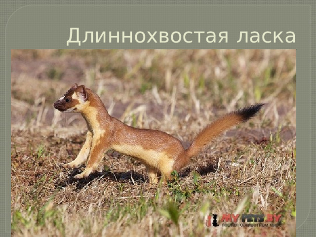 Длиннохвостая ласка 