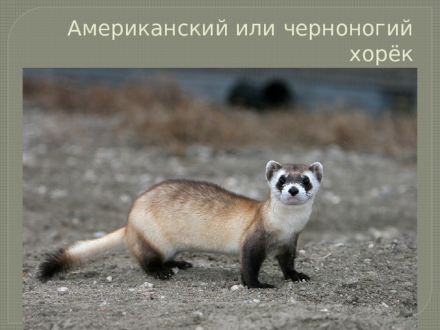Американский или черноногий хорёк 