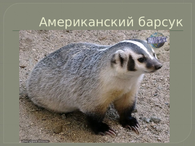 Американский барсук 