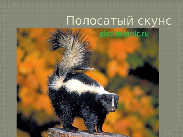 Полосатый скунс 
