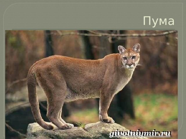 Пума 