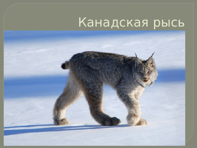 Канадская рысь 
