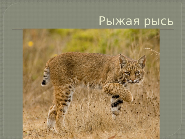 Рыжая рысь 