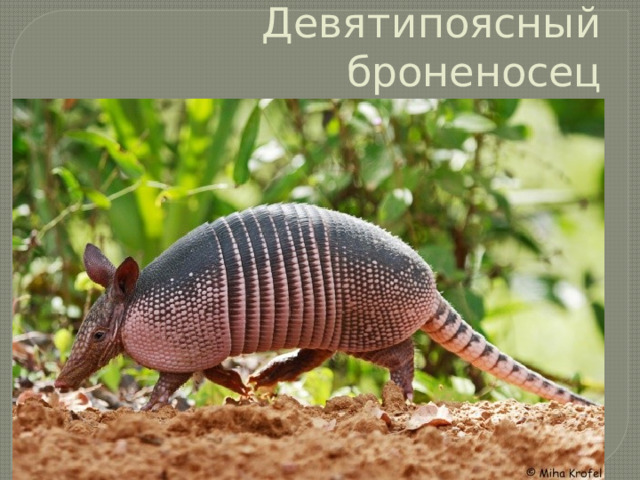 Девятипоясный броненосец 