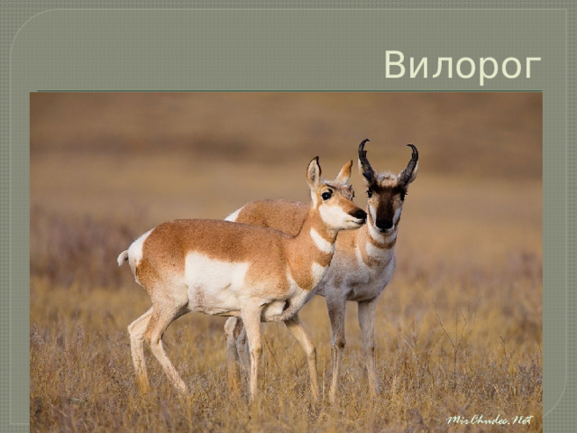 Вилорог 