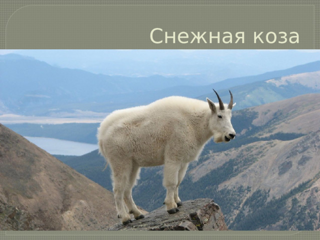 Снежная коза 