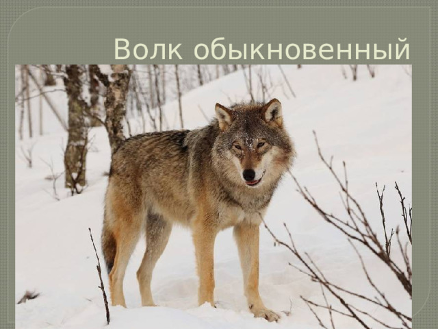 Волк обыкновенный 