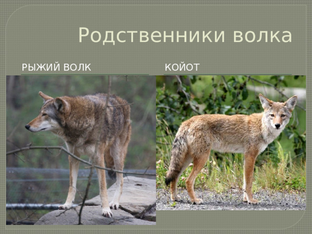 Родственники волка Рыжий волк Койот 
