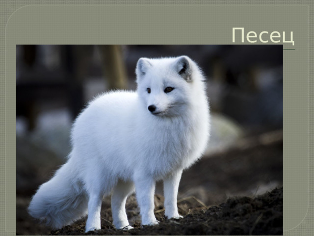Песец 
