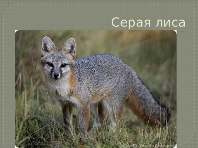 Серая лиса 