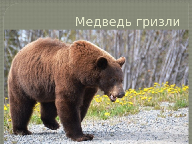Медведь гризли 