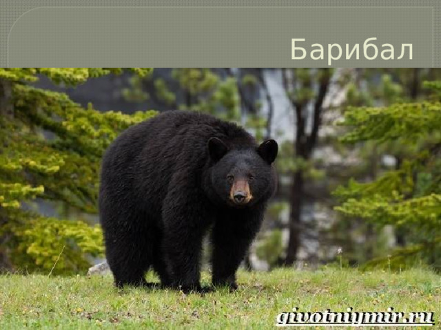 Барибал 