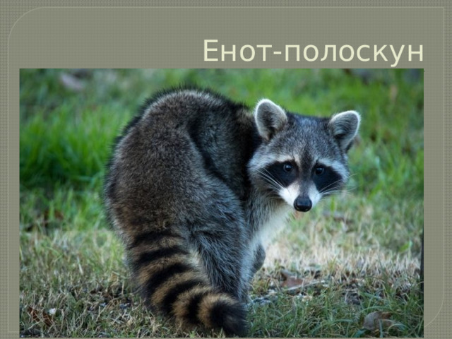 Енот-полоскун 