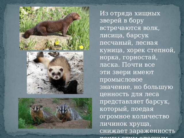 Из отряда хищных зверей в бору встречаются волк, лисица, барсук песчаный, лесная куница, хорек степной, норка, горностай, ласка. Почти все эти звери имеют промысловое значение, но большую ценность для леса представляет барсук, который, поедая огромное количество личинок хруща, снижает зараженность почвы этим опасным для молодых сосен вредителем. 