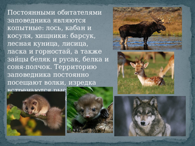 Постоянными обитателями заповедника являются копытные: лось, кабан и косуля, хищники: барсук, лесная куница, лисица, ласка и горностай, а также зайцы беляк и русак, белка и соня-полчок. Территорию заповедника постоянно посещают волки, изредка встречаются рысь и енотовидная собака.  