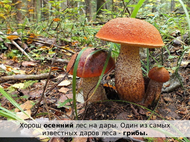 Хорош осенний лес на дары. Один из самых известных даров леса - грибы. 