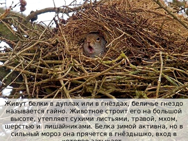 Живут белки в дуплах или в гнёздах, беличье гнездо называется гайно. Животное строит его на большой высоте, утепляет сухими листьями, травой, мхом, шерстью и лишайниками. Белка зимой активна, но в сильный мороз она прячется в гнёздышко, вход в которое затыкает. 
