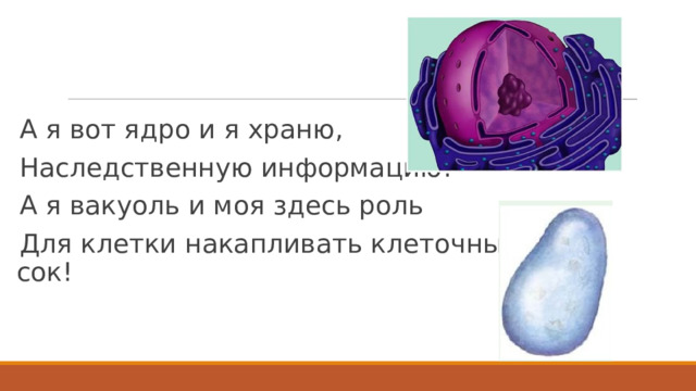 А я вот ядро и я храню, Наследственную информацию! А я вакуоль и моя здесь роль Для клетки накапливать клеточный сок! 