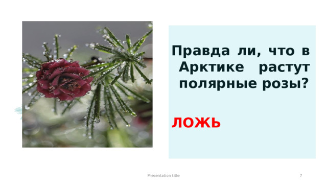 Правда ли, что в Арктике растут полярные розы?  ЛОЖЬ   Presentation title 1 