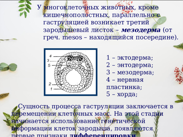 У многоклеточных животных, кроме кишечнополостных, параллельно с гаструляцией возникает третий зародышевый листок – мезодерма (от греч. mesos – находящийся посередине). 1 – эктодерма; 2 – энтодерма; 3 – мезодерма; 4 – нервная пластинка; 5 – хорда;  Сущность процесса гаструляции заключается в перемещении клеточных масс. На этой стадии начинается использование генетической информации клеток зародыша, появляются первые признаки дифференцировки. 