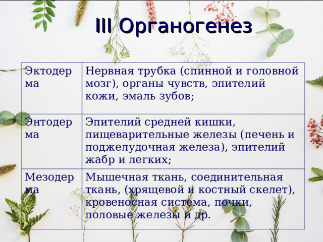 III Органогенез Эктодерма Нервная трубка (спинной и головной мозг), органы чувств, эпителий кожи, эмаль зубов; Энтодерма Эпителий средней кишки, пищеварительные железы (печень и поджелудочная железа), эпителий жабр и легких; Мезодерма Мышечная ткань, соединительная ткань, (хрящевой и костный скелет), кровеносная система, почки, половые железы и др. 