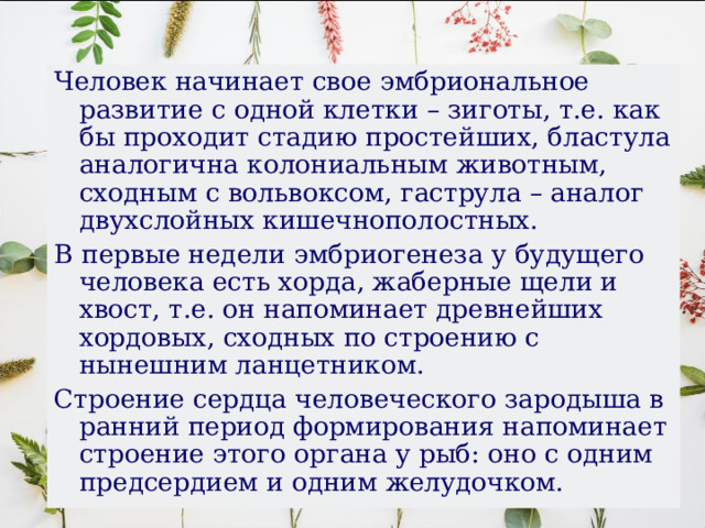 Человек начинает свое эмбриональное развитие с одной клетки – зиготы, т.е. как бы проходит стадию простейших, бластула аналогична колониальным животным, сходным с вольвоксом, гаструла – аналог двухслойных кишечнополостных. В первые недели эмбриогенеза у будущего человека есть хорда, жаберные щели и хвост, т.е. он напоминает древнейших хордовых, сходных по строению с нынешним ланцетником. Строение сердца человеческого зародыша в ранний период формирования напоминает строение этого органа у рыб: оно с одним предсердием и одним желудочком. 