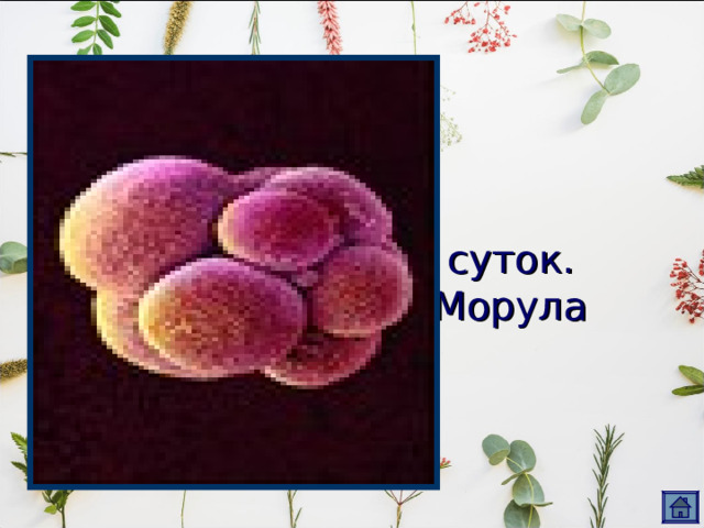 3 суток.  Морула 