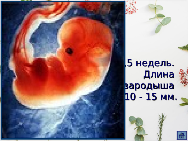 5,5 недель.  Длина  зародыша  10 - 15 мм. 