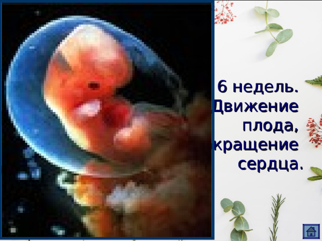 6 недель.  Движение  плода,  сокращение  сердца. 