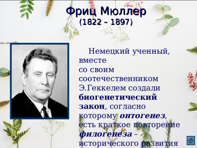 Фриц Мюллер  (1822 – 1897)  Немецкий ученный, вместе со своим соотечественником Э.Геккелем создали биогенетический закон , согласно которому онтогенез , есть краткое повторение филогенеза – исторического развития вида. 