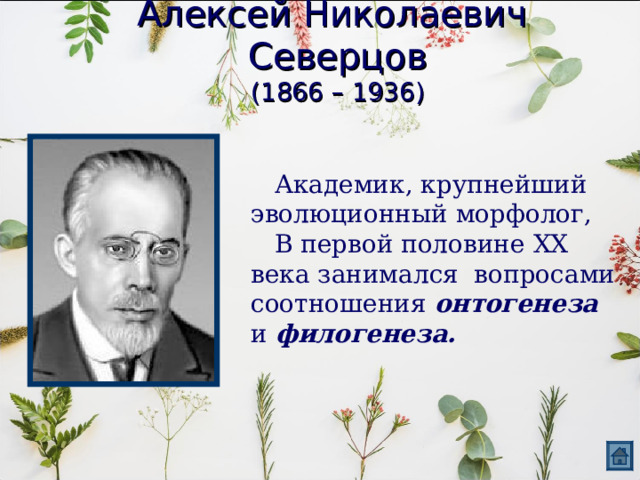 Алексей Николаевич Северцов  (1866 – 1936)  Академик, крупнейший эволюционный морфолог,  В первой половине XX века занимался вопросами соотношения онтогенеза и филогенеза. 