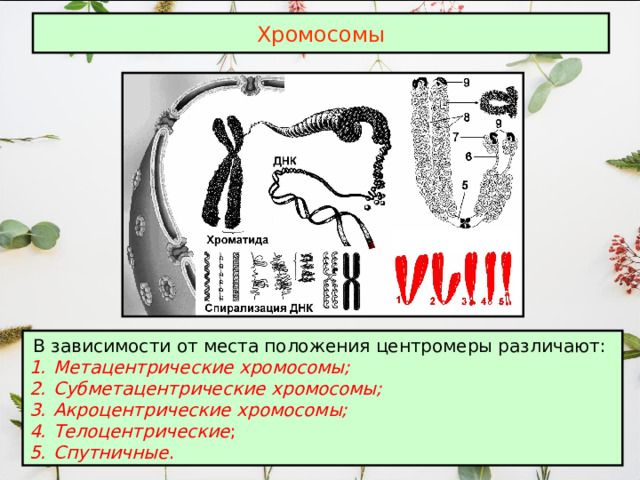 Хромосомы В зависимости от места положения центромеры различают: Метацентрические  хромосомы; Субметацентрические  хромосомы; Акроцентрические  хромосомы; Телоцентрические ; Спутничные . 