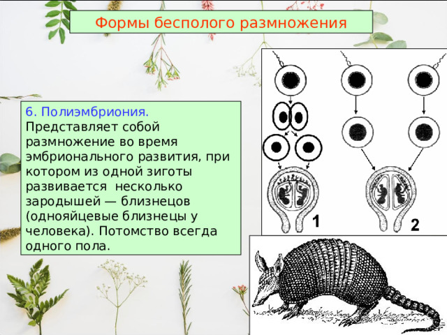 Формы бесполого размножения 6. Полиэмбриония. Представляет собой размножение во время эмбрионального развития, при котором из одной зиготы развивается несколько зародышей — близнецов (однояйцевые близнецы у человека). Потомство всегда одного пола.  