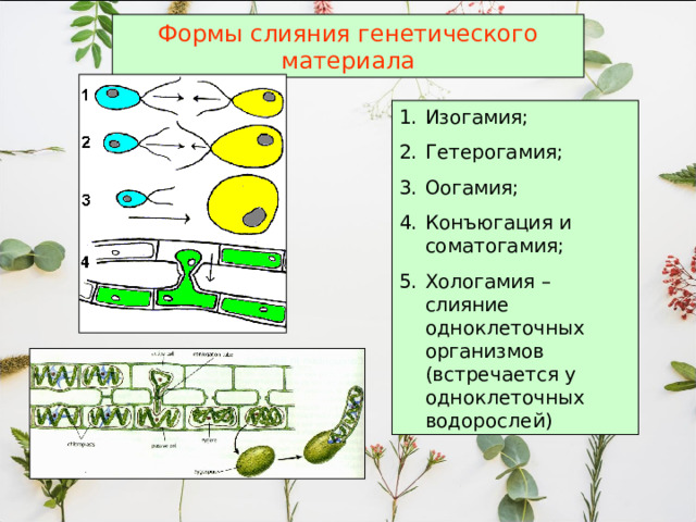 Формы слияния генетического материала Изогамия; Гетерогамия; Оогамия; Конъюгация и соматогамия; Хологамия – слияние одноклеточных организмов (встречается у одноклеточных водорослей)  