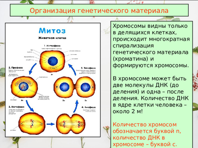 Организация генетического материала Хромосомы видны только в делящихся клетках, происходит многократная спирализация генетического материала (хроматина) и формируются хромосомы. В хромосоме может быть две молекулы ДНК (до деления) и одна – после деления. Количество ДНК в ядре клетки человека – около 2 м! Количество хромосом обозначается буквой n , количество ДНК в хромосоме – буквой с. 